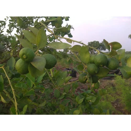 Tissue Culture Kagdi Lemon Plants - Color: Green