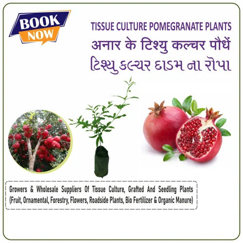 Super Bhagwa Pomegranate Tissue Culture Plant