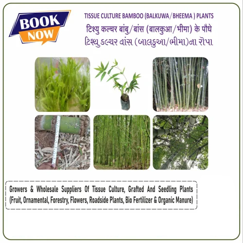 Tissue Culture Tulda Bamboo Plants