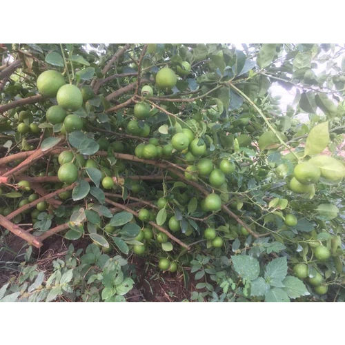 Sai Sarbati Tissue Culture Lemon Plants