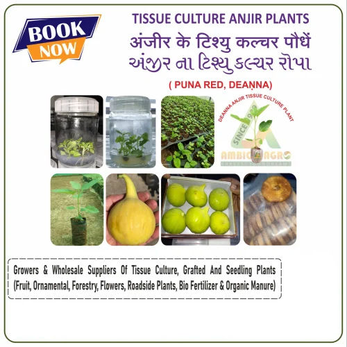 Tissue Culture Plants