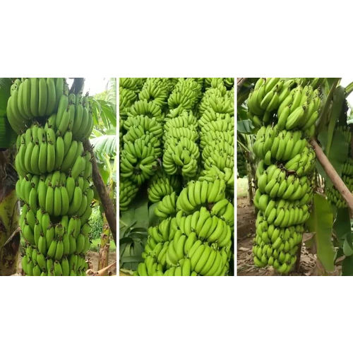 Banana Tissue Culture Plants - Color: Green