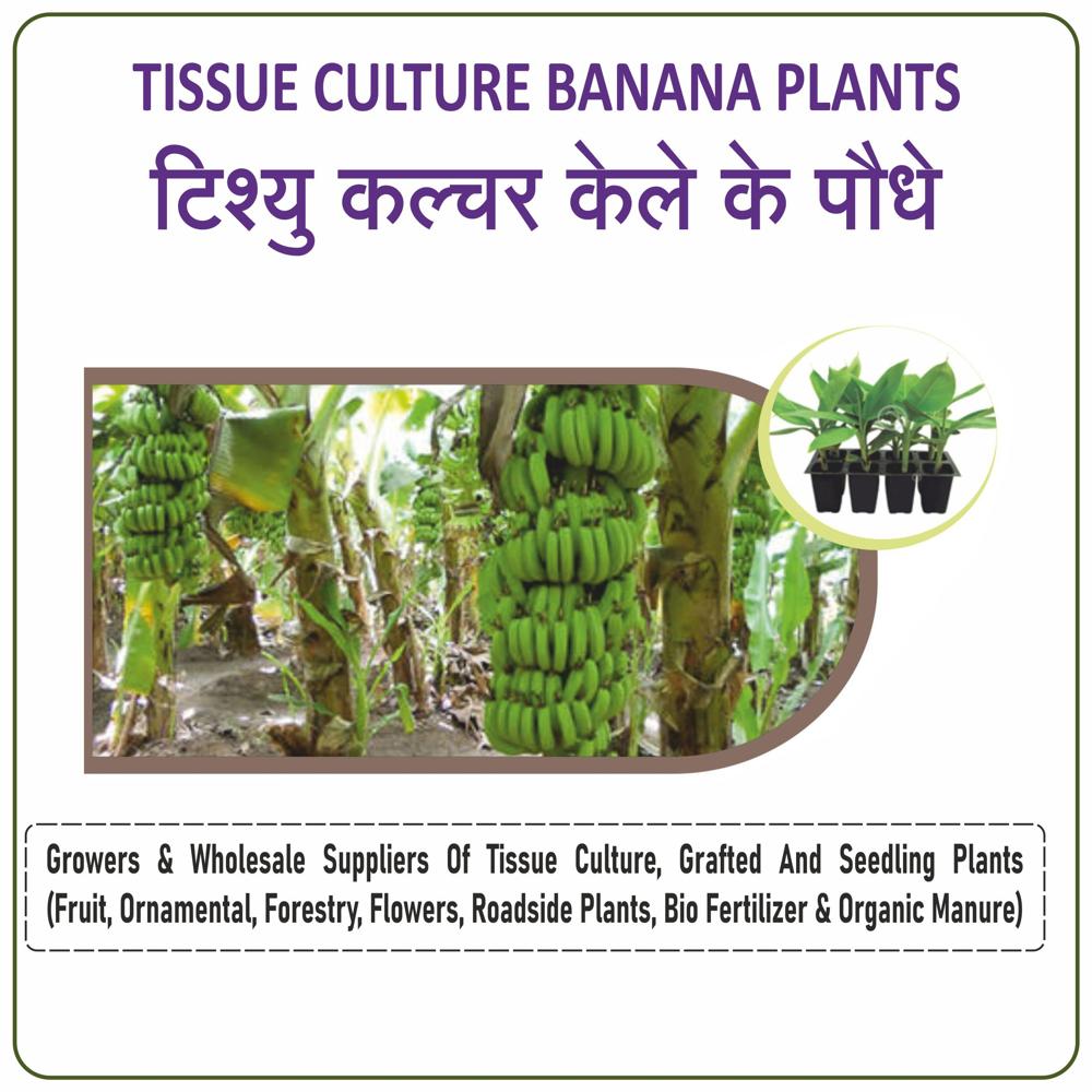 Banana Tissue Culture Plants - Color: Green