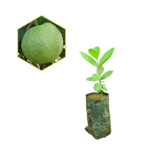 Tissue Culture Thai Kg Guava Plant