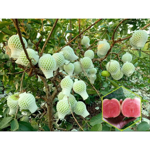 Guava Plants