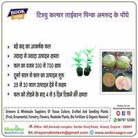 Tissue Culture Taiwan Pink Guava Plant - Height 3 To 10 Feet, Green Leaves, Sweet Pink-fleshed Fruit, Attracts Pollinators With Fragrant Flowers