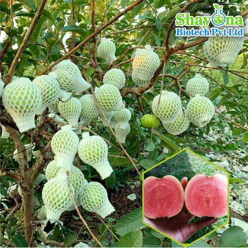 Tissue Culture Red Diamond Guava Plant