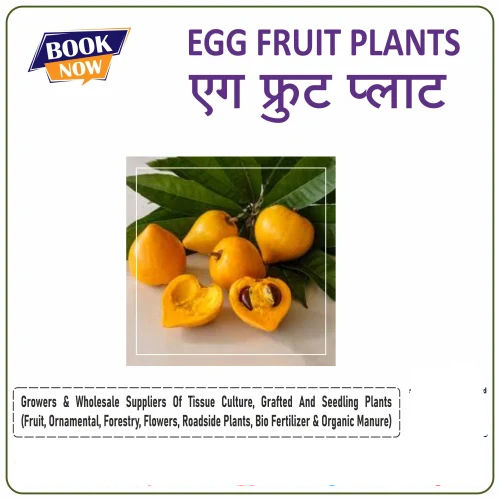 Egg Fruit Plants