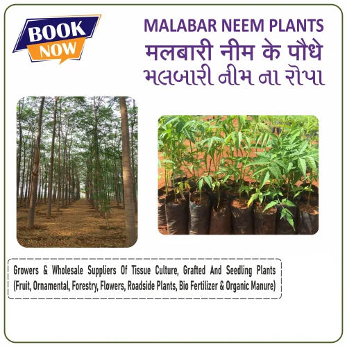 Malabar Neem Plants - Color: Green