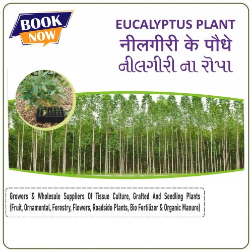 Eucalyptus Clone Plant