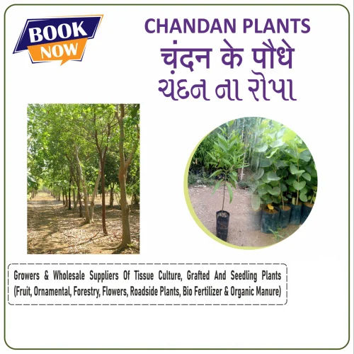 Sandalwood Plants - Breed: Sandal Wood