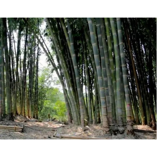 Bamboo Tissue Culture Plants