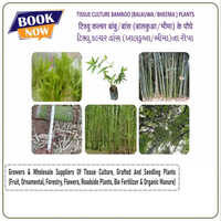 Tissue Culture Balkua Bamboo Plants - Various Sizes With Diverse Stem Lengths In Vibrant Green, Ideal For Plant Enthusiasts
