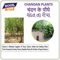 Red Sandalwood Plants - Stem Type With Different Lengths | Deciduous Tree, Grey Bark, Dark Green Compound Leaves, Yellow Cluster Flowers