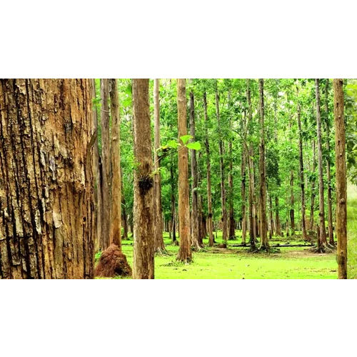 Australian Teak Plant