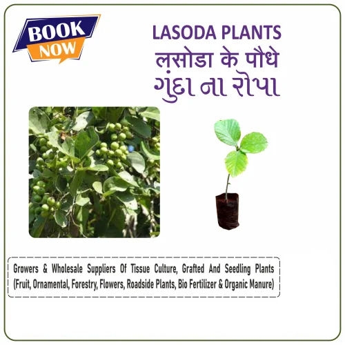 Gunda Lasoda Grafted Plants - Color: Green