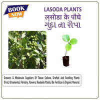 Gunda Lasoda Grafted Plants - Various Sizes, Green Stem With Enhanced Yield And Disease Resistance, Fast Growth And Consistent Fruit Quality