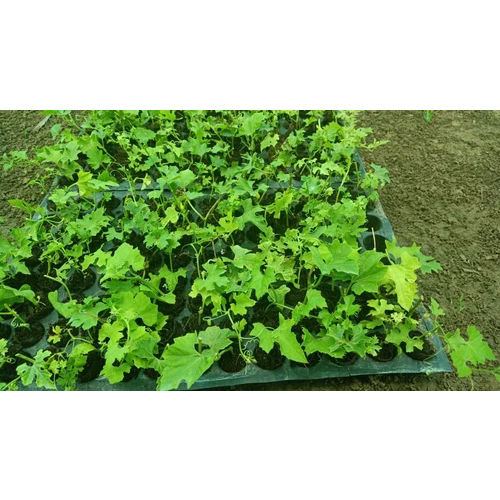 Tissue Culture Kantola Spine Gourd Plants - Color: Green