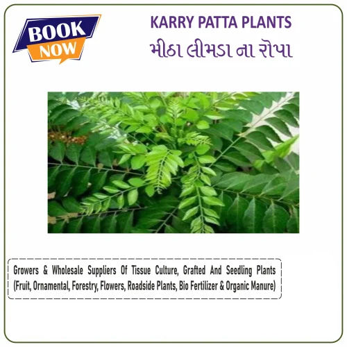 Karry Patta Plants - Size: Small