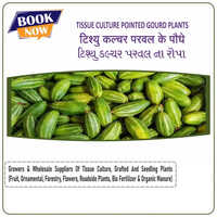 Parwal Pointed Gourd Tissue Culture Plants - Green Stem, Different Lengths Available In Millimeter (mm), Small Size Type