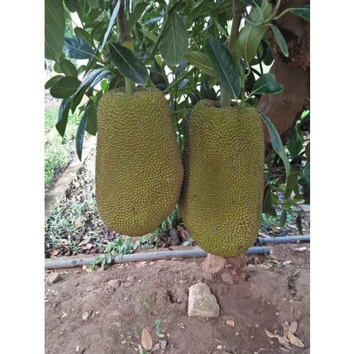 Jack Fruit Plant - Color: Green