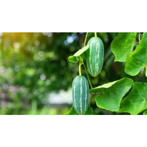 Tissue Culture Ivy Gourd Plants