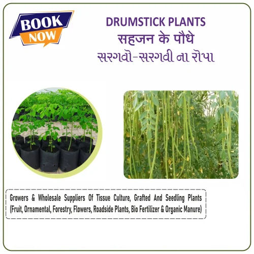 Drumstick Plant - Size: Small