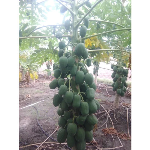 Taiwan Red Lady 786 Papaya Plant