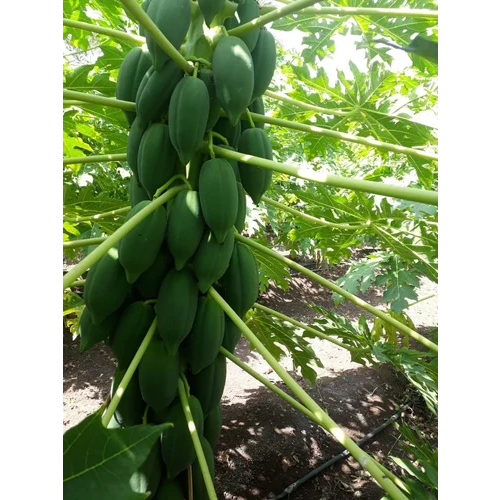 Red Lady 786 Fast-Growing Hybrid Papaya Plants