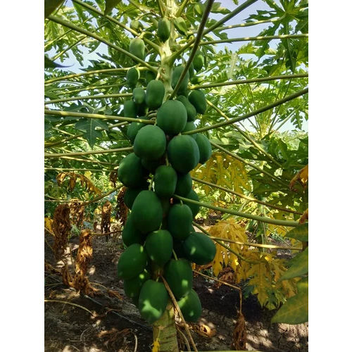 Green Berry Papaya Plants