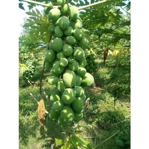 Ice Berry Papaya Plants