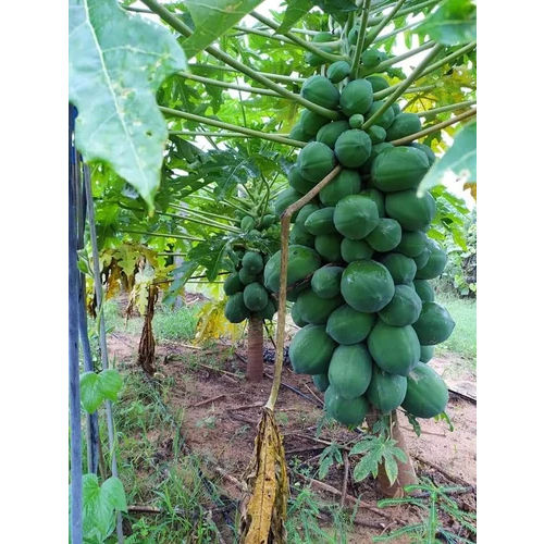 Red Lady 786 Papaya Plants - Color: Green