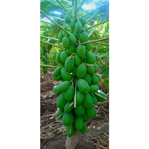 15 No Papaya Plant - Color: Green