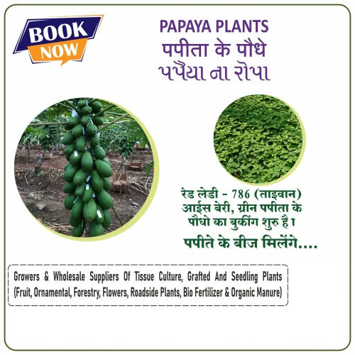 Green Berry Papaya Seeds - Cultivation Type: Organic