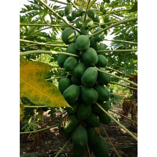 Ice Berry Papaya Seeds