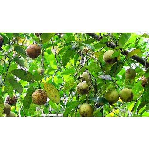 Jayfal Nutmeg Plant - Color: Green