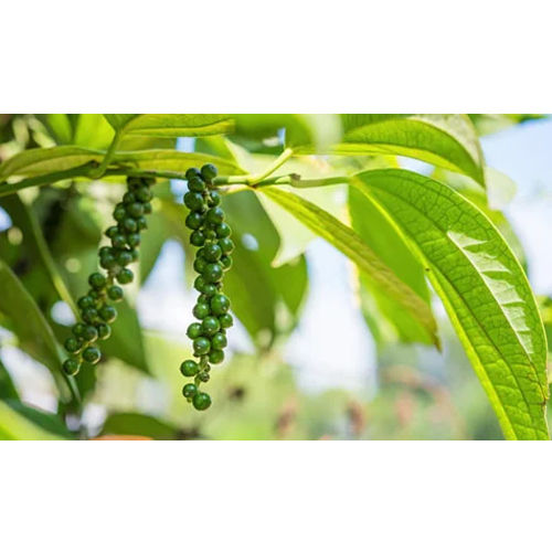 Black Pepper Plant - Color: Green