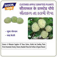 Supar Golden Custerd Apple Plants - Color: Green