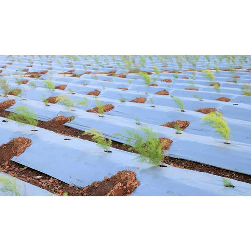 Mulching Film Mulching Sheets - Advantage: Durable