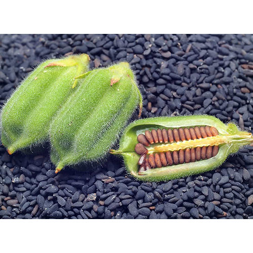 Growing Sesame Seeds