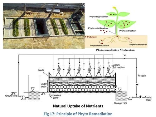 Phytorid Sewage Treatment Plant