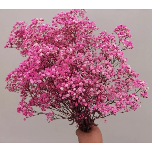 Dried Baby's Breath Flowers