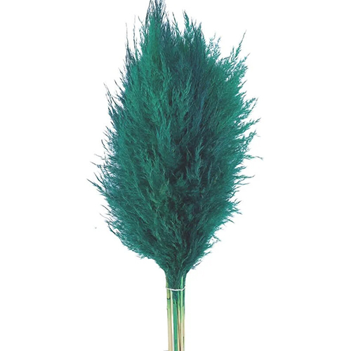 Pampas Dried Flowers