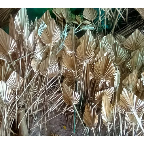 Dried Golden Palm