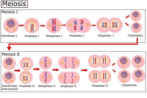 Meiosis Cell Division Model
