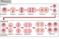 Education and Lab models