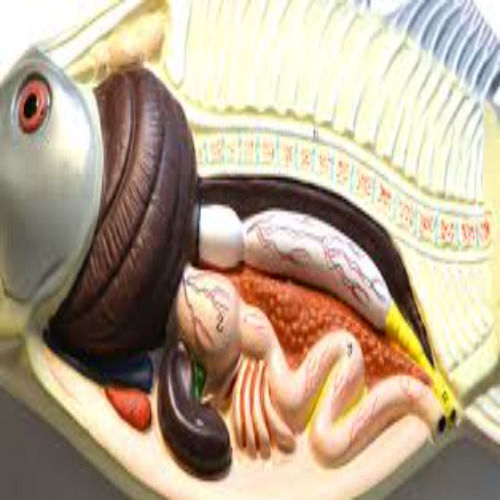 Fish Dissection Model