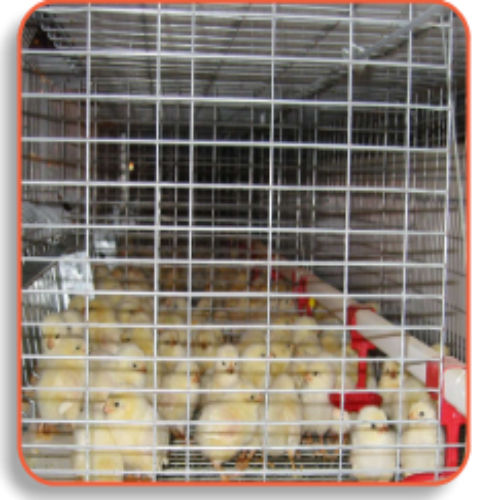 Rearing Cages - Material: Steel