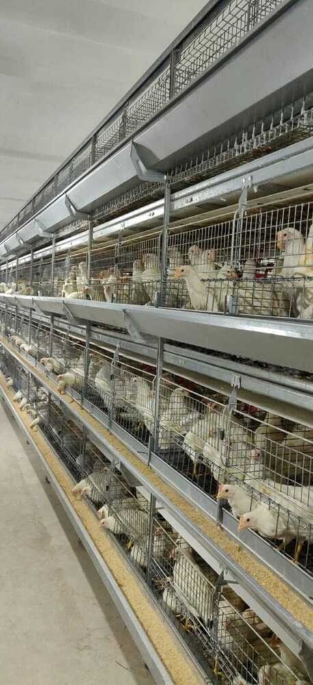 Poultry Rearing Cages for layers & breeders