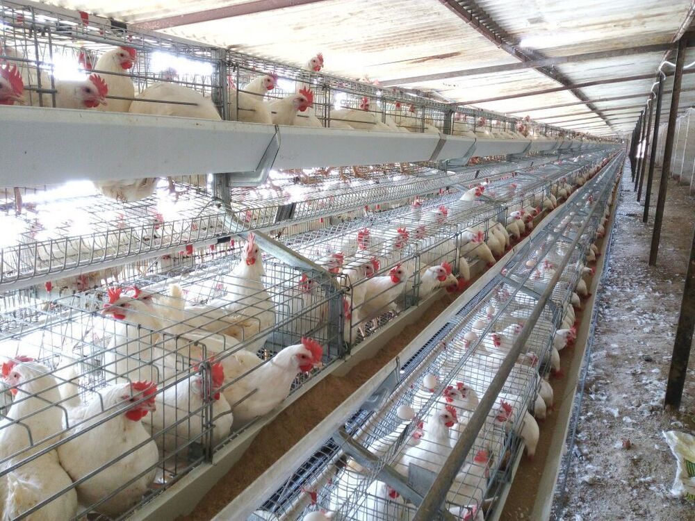 Poultry Layer California Cage